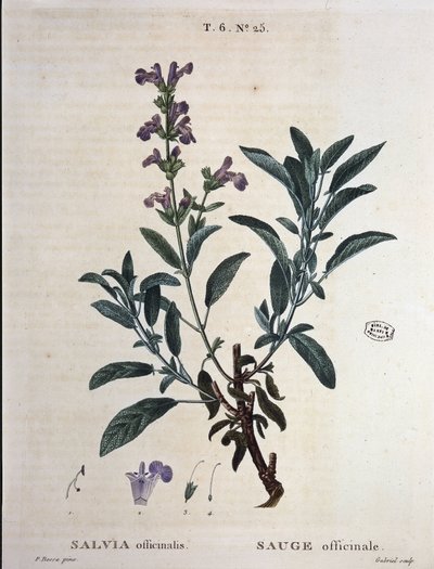 Salie officinale - in "Nouveau Duhamel ou traité des arbres et arbustes que le crove en France", tekeningen door P.J. Redouté en P. Bessa, Parijs door Pierre Joseph Redouté
