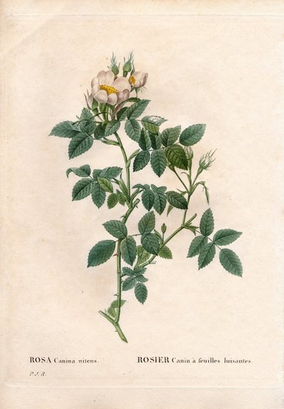 Glanzendbladige hondsroos, Rosa canina variëteit, Hondsroos met glanzende bladeren. Handgekleurde stipple kopergravure uit Pierre Joseph Redoute