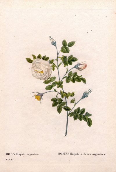 Zilverbloemige roos hispid, Rosa tomentosa variëteit, Roze Roos met zilveren bloemen. Handgekleurde stipple kopergravure uit Pierre Joseph Redoute