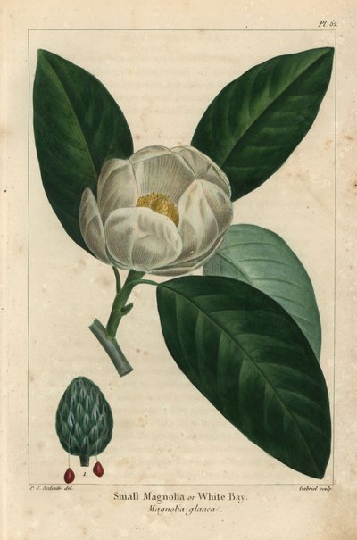 Kleine magnoliaboom of witte baai, Magnolia glauca door Pierre Joseph Redouté
