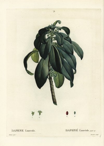 Spurge laurier, Daphne laureola door Pierre Joseph Redouté