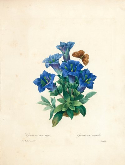 Stengelloze Gentiaan, uit 
