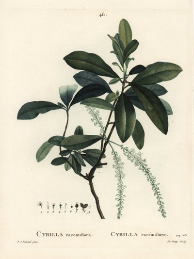 Moerascyrilla door Pierre Joseph Redouté