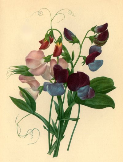 Lathyrus odoratus, 1827, 1946 door Pierre Joseph Redouté