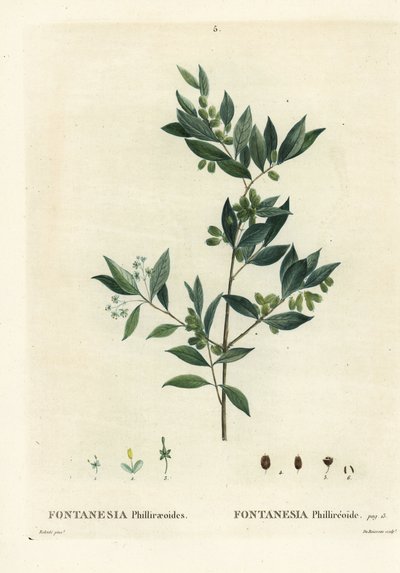 Syrische liguster, Fontanesia phillyreoides door Pierre Joseph Redouté