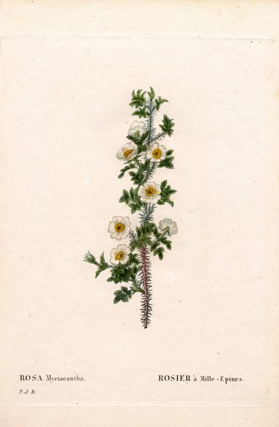 Duizenddoornige roos, Rose myriacantha. Handgekleurde stipple kopergravure uit Pierre Joseph Redoute