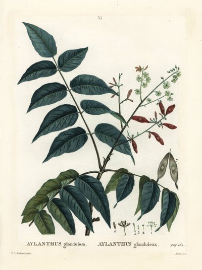Hemelboom, Ailanthus altissima door Pierre Joseph Redouté