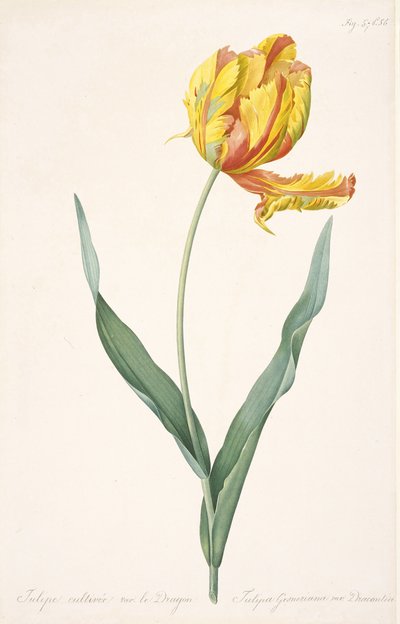 Tulipa Gesneriana var. Dracontia Papegaaitulp, 1816 door Pierre Joseph Redouté