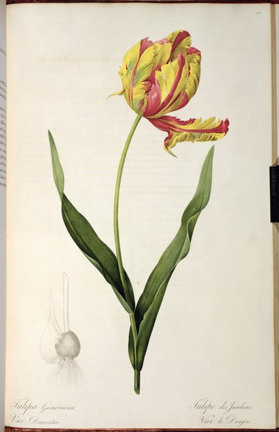 Tulipa gesneriana dracontia, uit 