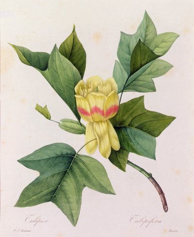 Tulipifera door Pierre Joseph Redouté