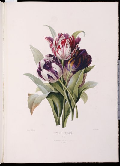 Tulpen, uit "Een fijne serie bloemboeketten" door Pierre Joseph Redouté