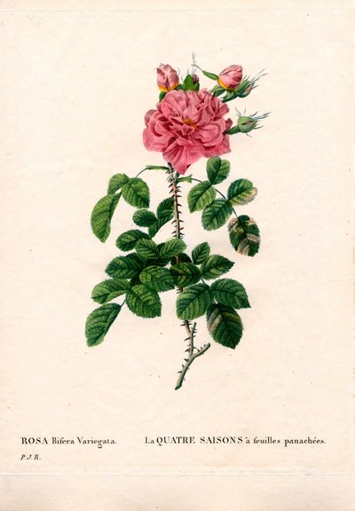 Bonte Vier Seizoenen roze, Rosa damascena var. bifera. Handgekleurde stipple kopergravure uit Pierre Joseph Redoute