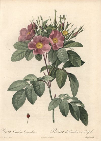 Virginia roos, donkere bloemen - Ets van Langlois, gebaseerd op een illustratie van Pierre Joseph Redoute (1759-1840), uit Les Roses door Pierre Joseph Redouté