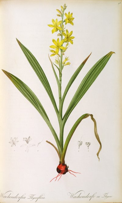 Wachendorfia Thyrsiflora, uit 