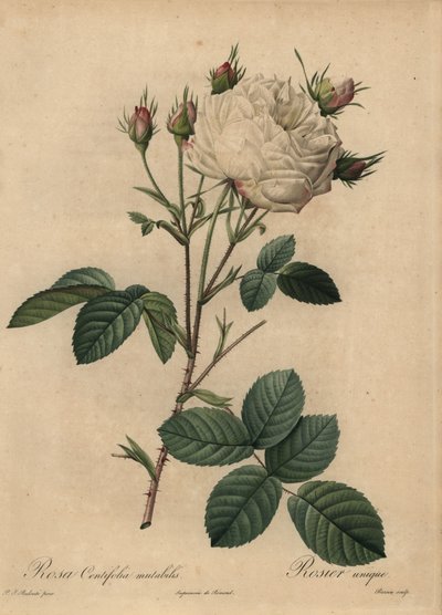 Witte en roze koolroos, Rosa centifolia door Pierre Joseph Redouté