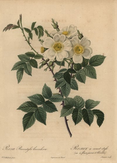 Witte hondsroos, Rosa stylosa door Pierre Joseph Redouté