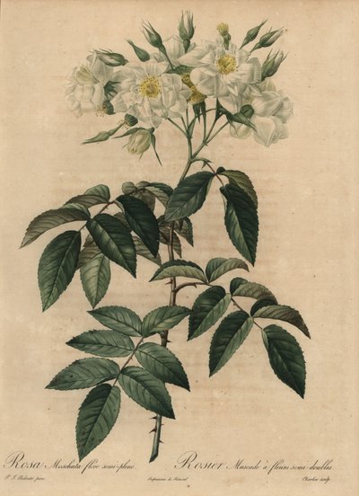Witte muskusroos, Rosa moschata door Pierre Joseph Redouté