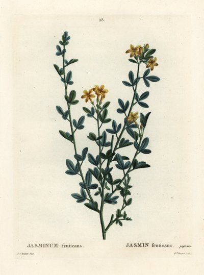 Wilde of gele jasmijn, Jasminum fruticans door Pierre Joseph Redouté