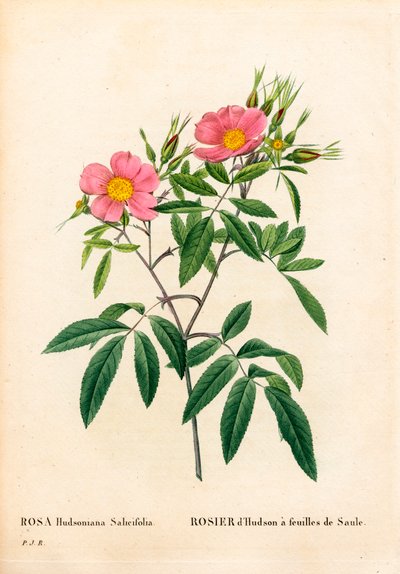 Wilgenbladige roze moeras, Rosa palustris, Wilgenbladige Hudson roos. Handgekleurde stipple kopergravure uit Pierre Joseph Redoute