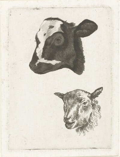 Kop van zwartbont kalf en schaap door Pieter Barbiers (IV)