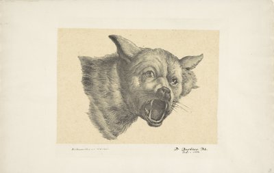 Kop van een wolf of hond door Pieter Bartholomeusz. Barbiers