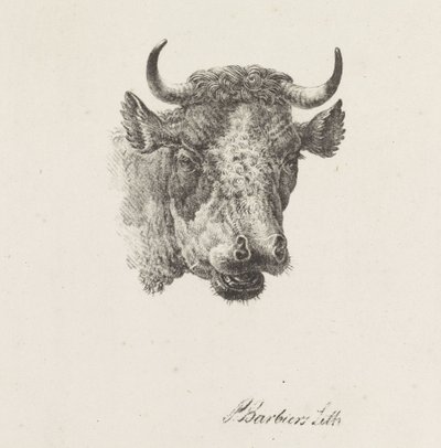 Stierenkop door Pieter Bartholomeusz. Barbiers