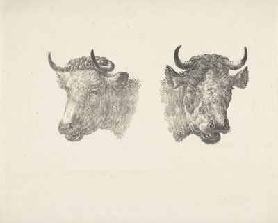 Twee stierenkoppen door Pieter Bartholomeusz. Barbiers