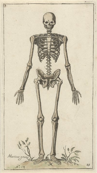Mannelijk skelet, van voren gezien Anatomische studies (serietitel) door Pieter Feddes van Harlingen