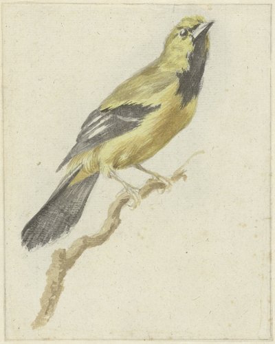 Gele Troepiaal (Icterus nigrogularis) door Pieter Gevers