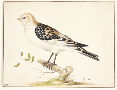 Een sneeuwgors (plectrophenax nivalis) door Pieter Holsteijn