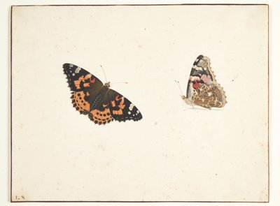 Twee studies van een distelvlinder (vanessa cardui l.) door Pieter Holsteijn