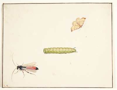 Drie insectenstudies door Pieter Holsteijn