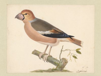 Appelvink door Pieter Holsteyn (I)