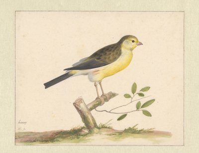 Wilde kanarie door Pieter Holsteyn (I)