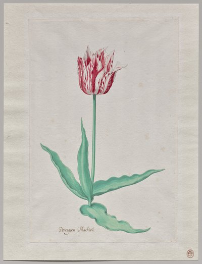 Studie van een Tulp (Perregoen Machieu) door Pieter Holsteyn II