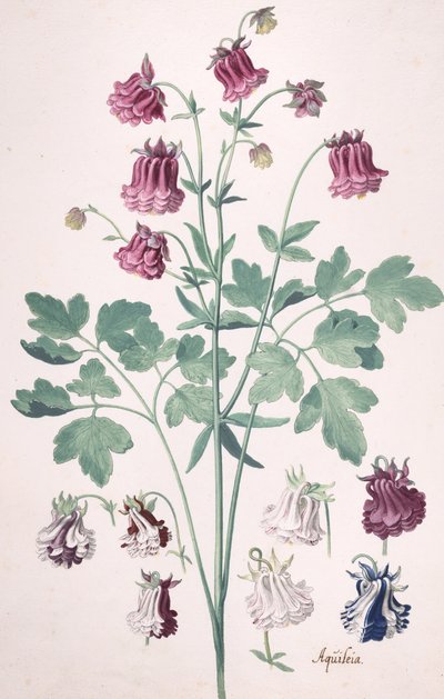 Een Columbine of Granny
