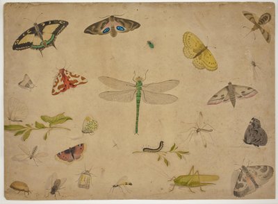 26 insecten door Pieter I Holsteijn