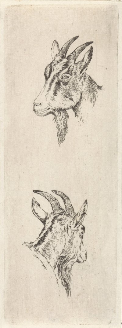 Bokkenkop door Pieter Janson