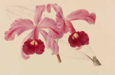 Originelen van publicaties over tuinbouw en boomteelt, 1878-1881 door Pieter Joseph de Pannemaeker