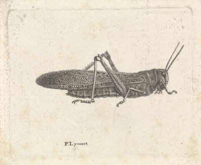 Sprinkhaan door Pieter Lyonet