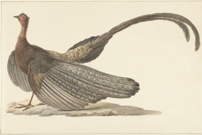 Argusfazant door Pieter Pietersz. Barbiers