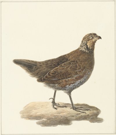Bobwhite (Colinus virginianus) door Pieter Pietersz. Barbiers
