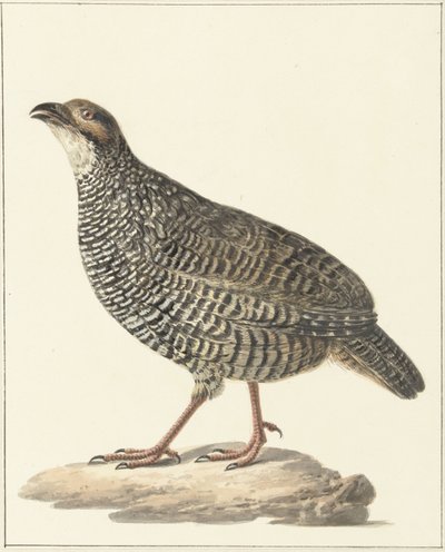 Chinese frankolijn (Excalfactoria chinensis) door Pieter Pietersz. Barbiers