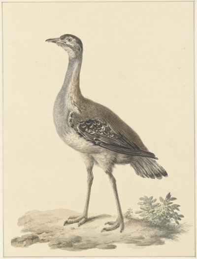 Denhams trap (Neotis denhami) door Pieter Pietersz. Barbiers
