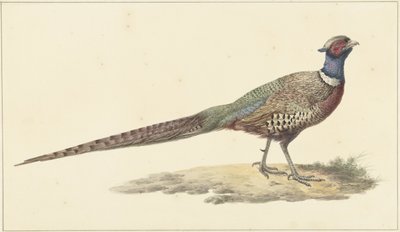 Fazant door Pieter Pietersz. Barbiers