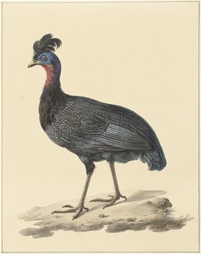 Kuifparelhoen door Pieter Pietersz. Barbiers
