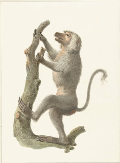 Mantelbaviaan door Pieter Pietersz. Barbiers