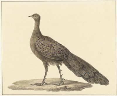 Spiegelpauw door Pieter Pietersz. Barbiers