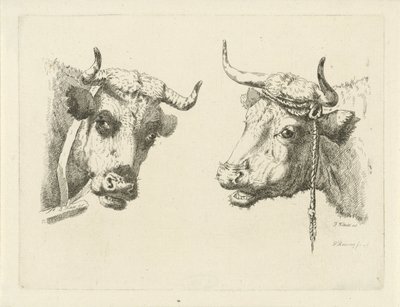 Twee koeienkoppen door Pieter Roosing