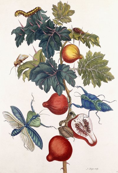 Metamorfose van verschillende insecten, 1726 door Pieter Sluiter or Sluyter